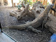 Photo of The Attenborough Komodo Dragon House - London NW1 4RY, United Kingdom