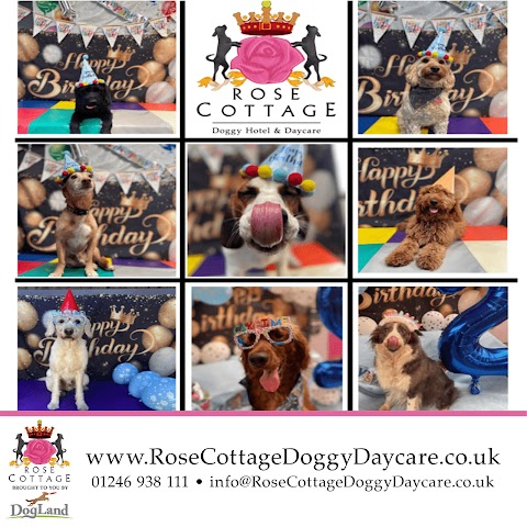 Multi Award winning Rose Cottage Doggy Daycare & Luxury Doggy Hotel