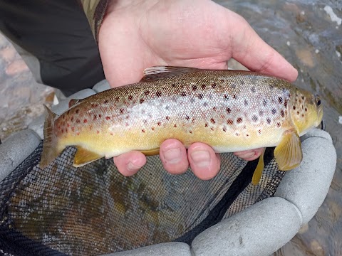 Fly Fishing Wales