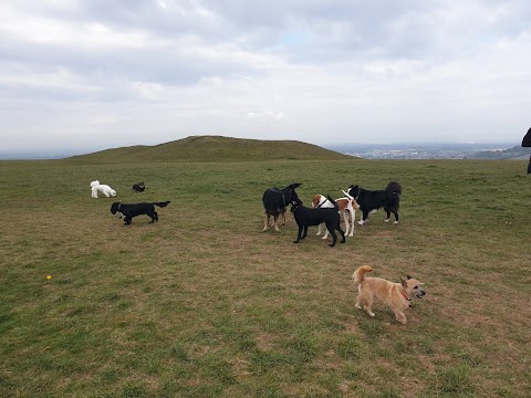 CaNine 2 Five - Dog Walking Stroud & Stonehouse