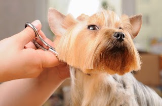 Furry Tails Dog Grooming