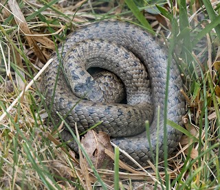 New Forest Reptile Centre