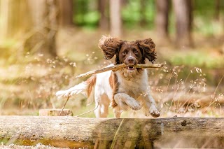 Dog Walking Wokingham