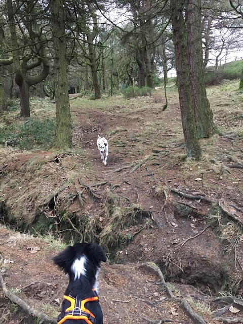 Cullingworth Pooches Playground