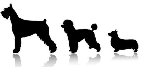 The kennel dog grooming