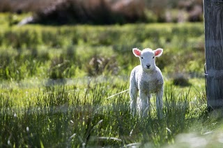 Wensum Valley Veterinary Surgeons