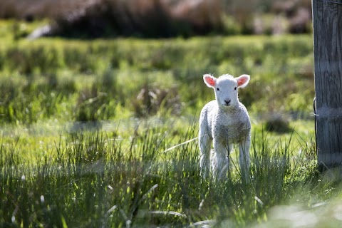 Wensum Valley Veterinary Surgeons