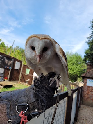 Kent Owl Academy