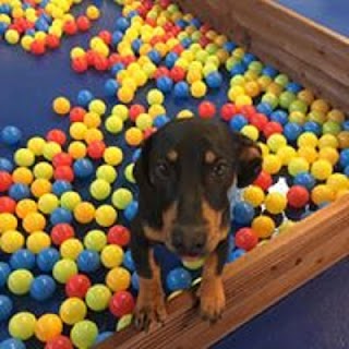 DogsZone - Dog Daycare Centre (Warrington)