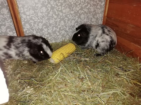 Maple Pigs Guinea Pig Boarding in Didcot