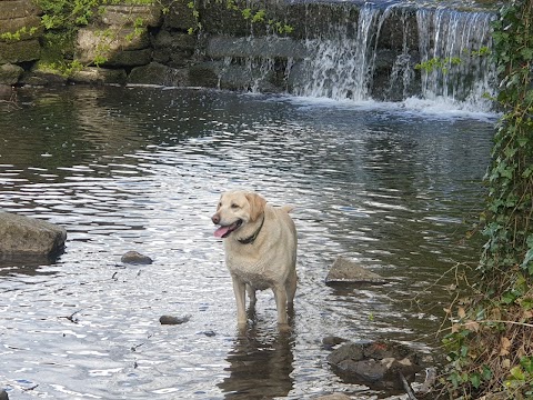 Waggy Tails Dog Walking Service