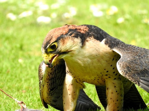 Liberty's Owl, Raptor & Reptile Centre