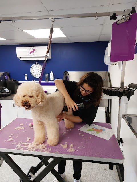 Sue Oliver Dog Grooming Studio