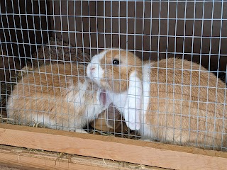 Tickenham Rabbit Centre