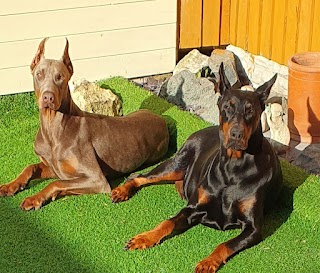 Woodbine Cottage Kennels