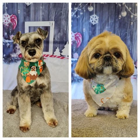 Woof to Wonderful, Dog Groomer