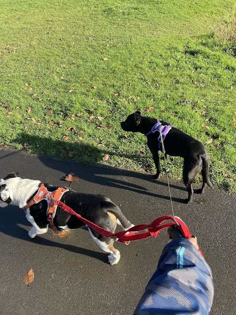 Pawsitivity Pet Sitting and Dog Walking Swansea