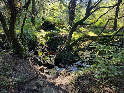 Llyn Llech Owain Country Park