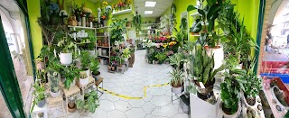 The Flower Shop