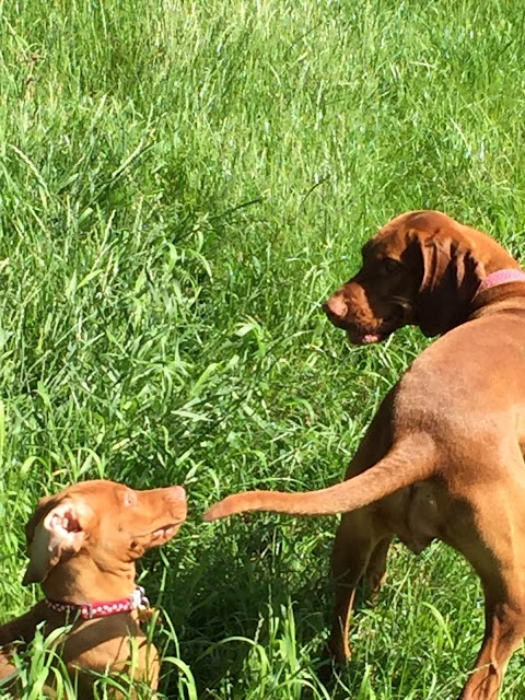 Henry's Dog Walking