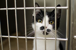 Bumbles Boarding Cattery