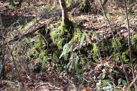 Pamber Forest Nature Reserve