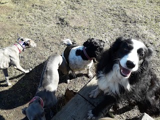 Hound Hike