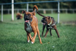 The Hound Ville Dog Walking - Brighouse