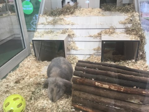 Pets at Home Guildford