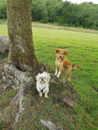 Happy Hounds Dog Walking