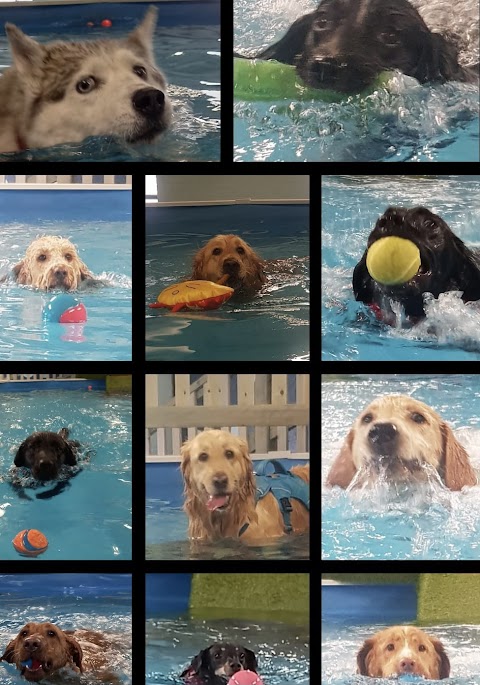 Paws In The Pool!