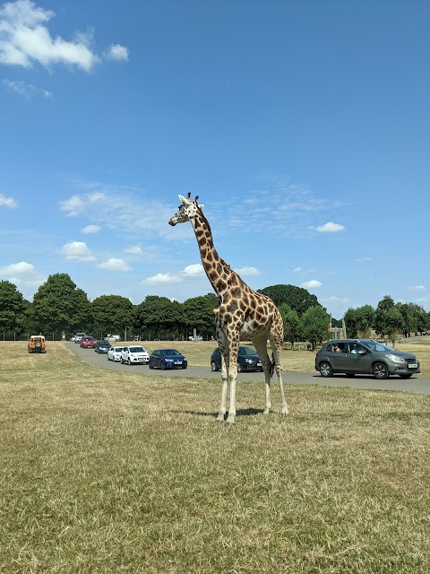 Woburn Safari park