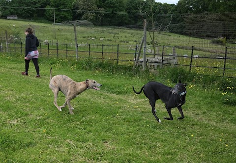 Barklands Secure Dog Walking