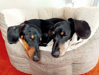 Little Sizzlers Hotel - Home Boarding and Daycare for Dachshunds.