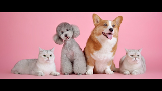 Toe To Tail - Dog & Cat Grooming