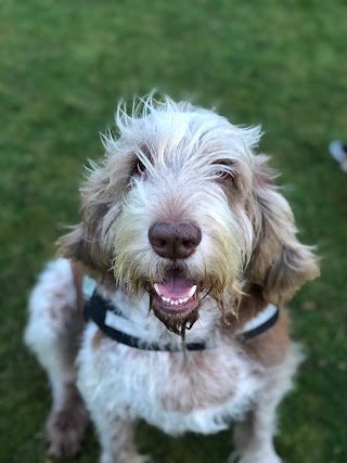 Dottie’s Dog Walking Services - Dog Grooming Sheffield