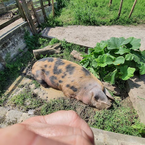 Bath City Farm