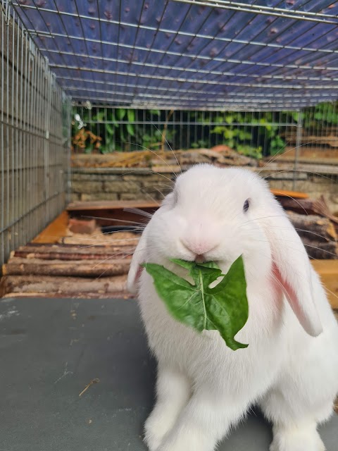 Tulip Tree Small Animal Boarding