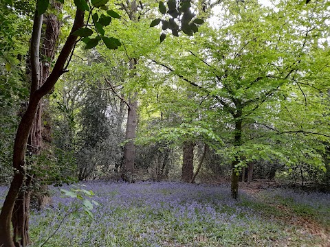 Moseley Bog