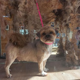 Spotless Dog Grooming