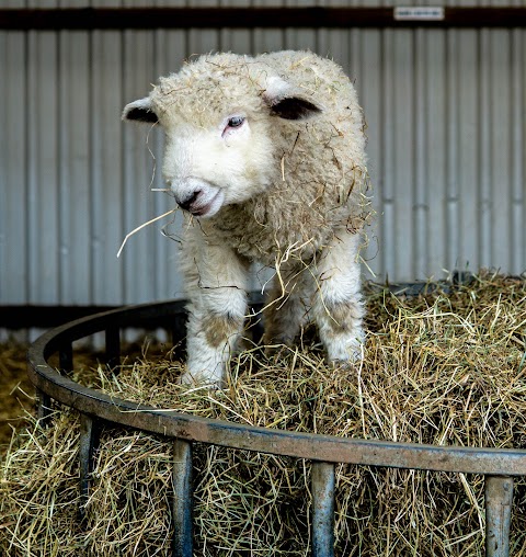 Stonehurst Family Farm and Motor Museum