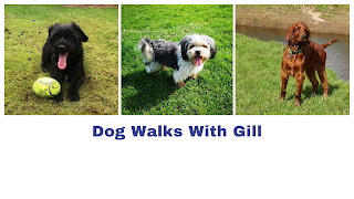 Dog Walks With Gill