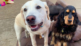 Lowestoft Canine Creche