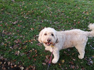 Happy Hounds Dog Walking