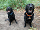 Photo of Cozy Canines Services - 36 Ring Road, Leeds LS15 7AA, United Kingdom