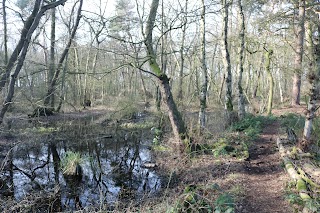 Black Firs and Cranberry Bog SWT NR