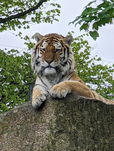 Dartmoor Zoo