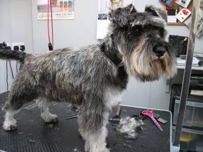 Posh Pooches Dog Grooming