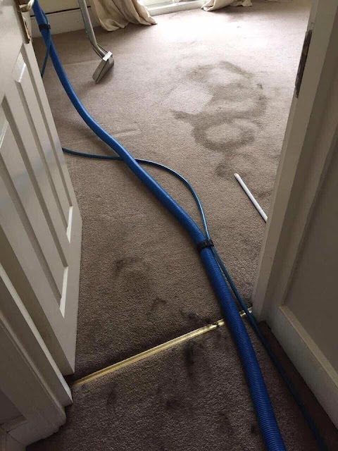 Professional carpet steam clean