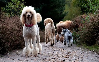 Dolly's Dog Day Care & Dog Boarding in Cobham, Surrey